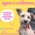 Cachorro raça  idade 7 a 11 meses nome Luluzinha Filhote