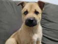Cachorro raça Vira lata idade Abaixo de 2 meses nome Cloe