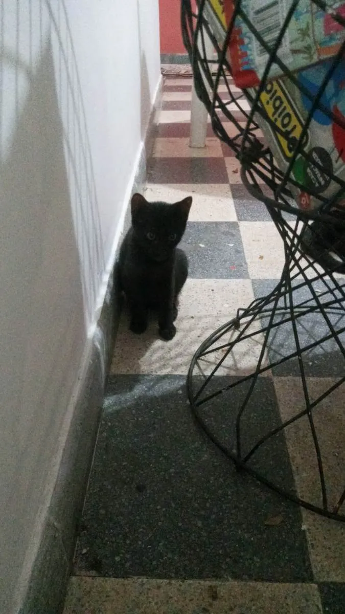 Gato ra a não tem idade 2 a 6 meses nome ainda não tem