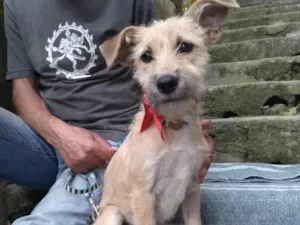 Cachorro raça  idade 7 a 11 meses nome Luluzinha Filhote