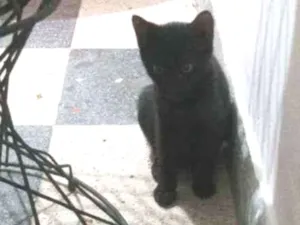 Gato raça não tem idade 2 a 6 meses nome ainda não tem