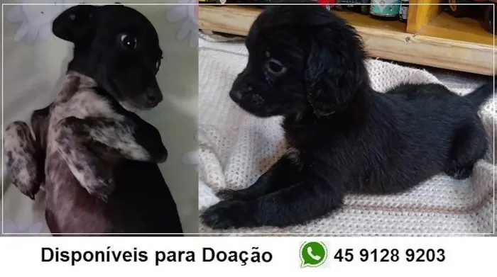 Cachorro ra a Indefinida idade 2 a 6 meses nome Filhotes 