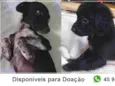 Filhotes