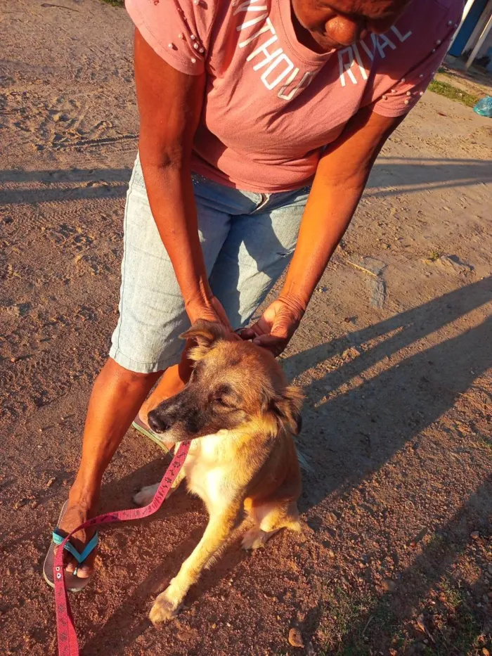 Cachorro ra a Srd idade 2 anos nome Lora