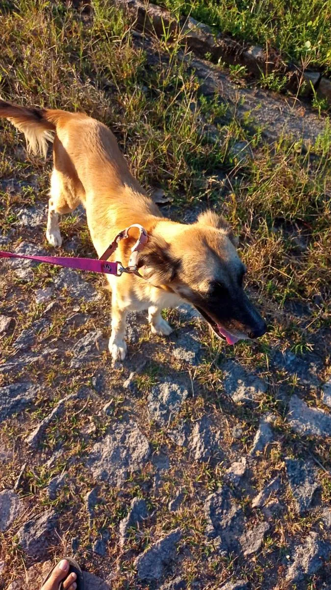 Cachorro ra a Srd idade 2 anos nome Lora