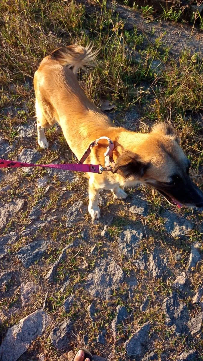 Cachorro ra a Srd idade 2 anos nome Lora