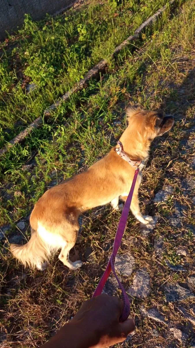 Cachorro ra a Srd idade 2 anos nome Lora