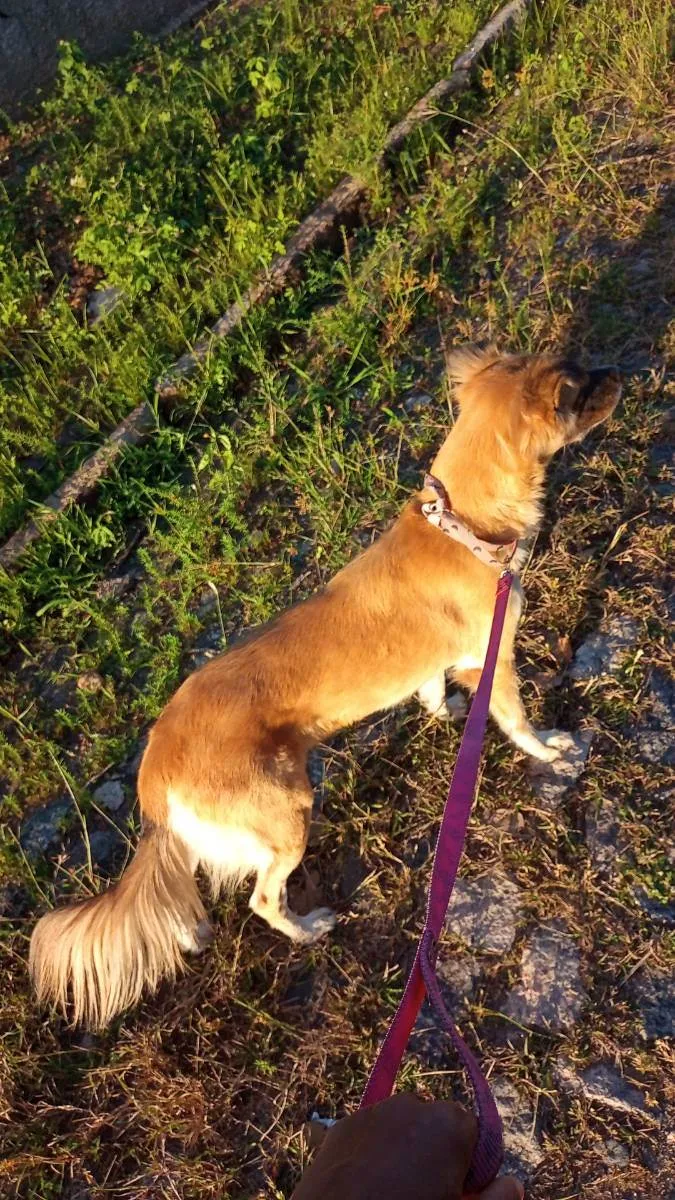 Cachorro ra a Srd idade 2 anos nome Lora