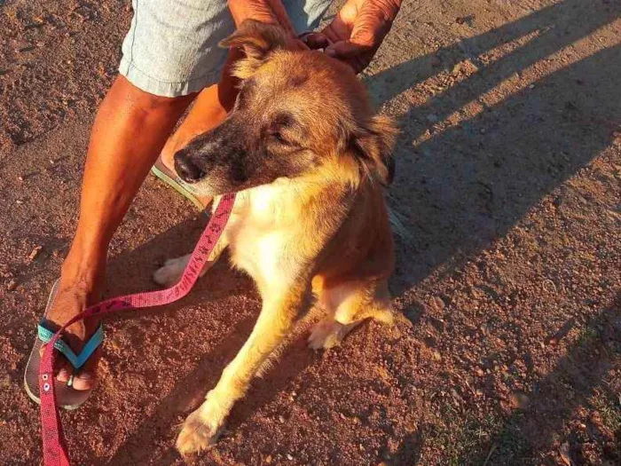 Cachorro ra a Srd idade 2 anos nome Lora