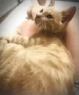 Nelinho
