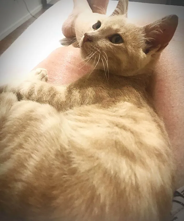 Gato ra a Srd idade 2 a 6 meses nome Nelinho