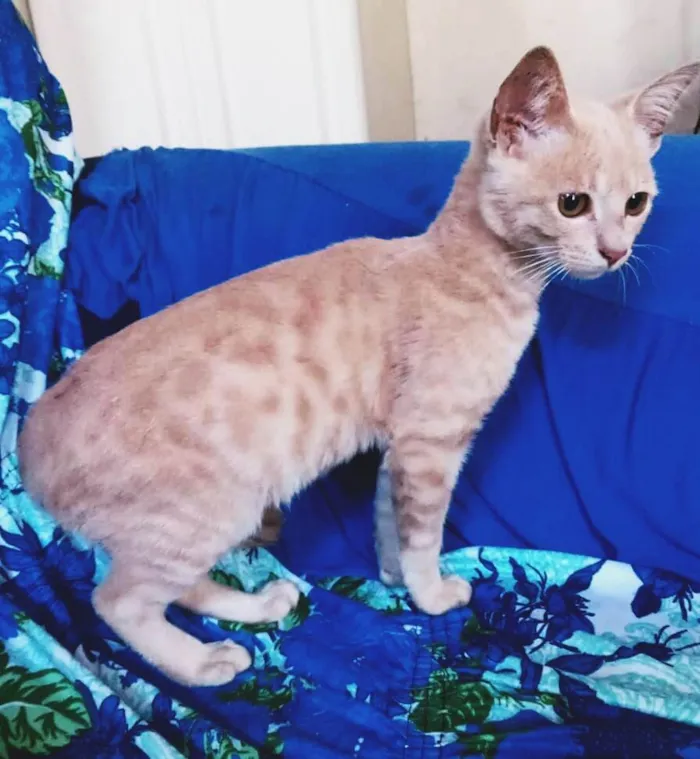 Gato ra a Srd idade 2 a 6 meses nome Nelinho