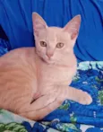 Nelinho