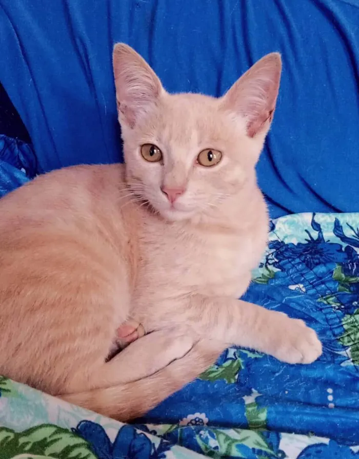 Gato ra a Srd idade 2 a 6 meses nome Nelinho