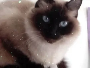 Gato raça Srd idade 2 anos nome Gatinha 