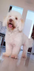 Bob 