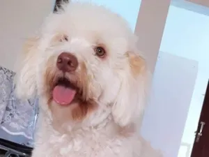 Cachorro raça SRD  idade 4 anos nome Bob 