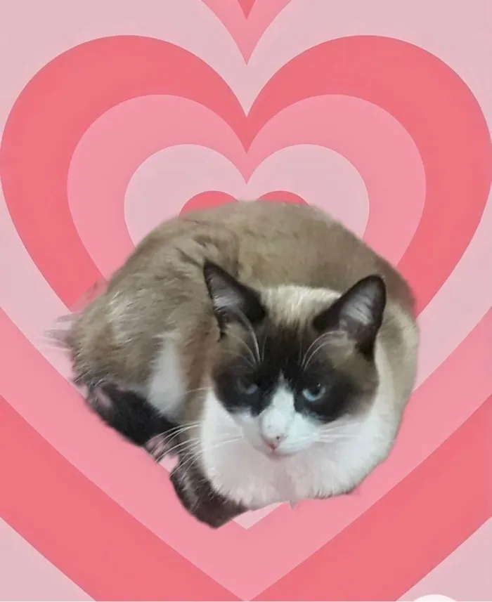 Gato raça Srd idade 1 ano nome Bolacha 