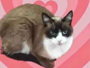 Gato raça Srd idade 1 ano nome Bolacha 