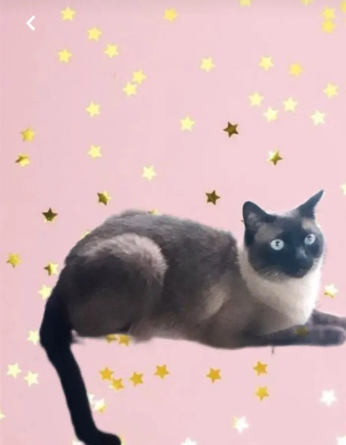 Gato raça Siamês  idade 1 ano nome Nick siamês lindo 