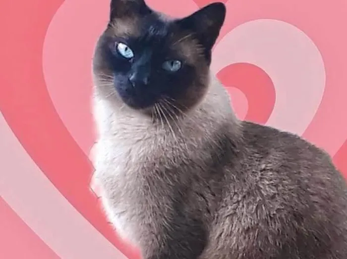 Gato raça Siamês  idade 1 ano nome Nick siamês lindo 