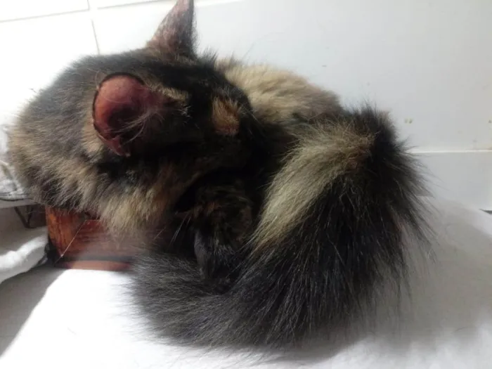 Gato raça Srd idade 1 ano nome Menina 