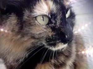 Gato raça Srd idade 1 ano nome Menina 