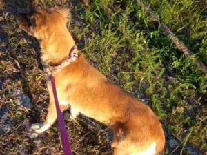 Cachorro raça Srd idade 2 anos nome Lora