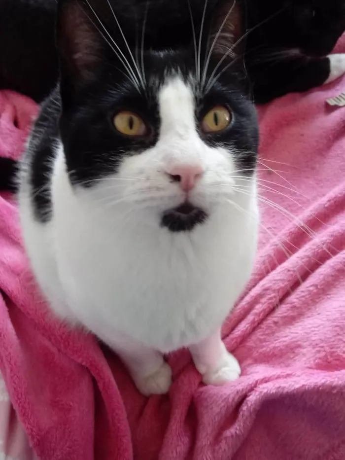 Gato raça Srd idade 1 ano nome Pitoco super Fofo 