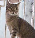 Gato raça Srd idade 1 ano nome Ruivinho 