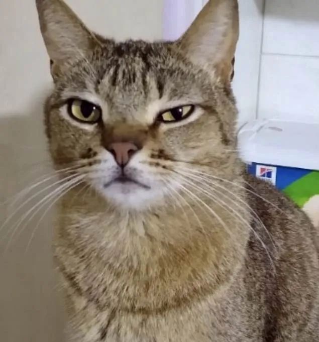 Gato raça Srd idade 1 ano nome Ruivinho 