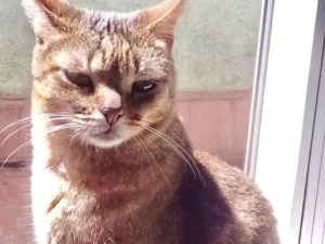 Gato raça Srd idade 1 ano nome Ruivinho 