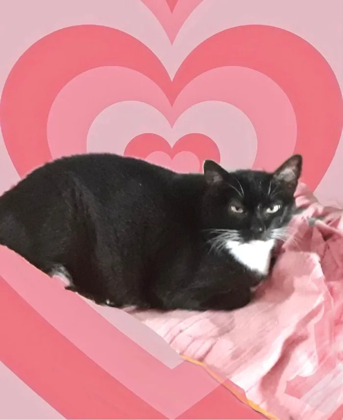 Gato raça Bicolor  idade 1 ano nome Ariane uma fofa 