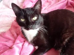 Gato raça Bicolor  idade 1 ano nome Ariane uma fofa 