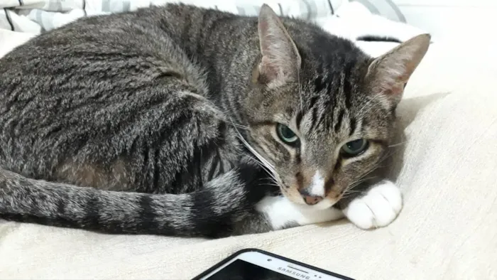 Gato raça Srd idade 2 anos nome Tigue 