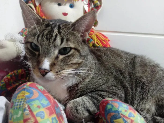 Gato raça Srd idade 2 anos nome Tigue 