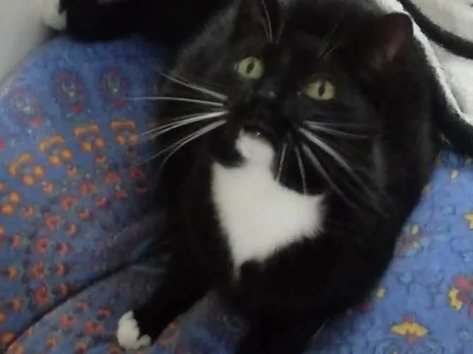 Gato raça Srd idade 1 ano nome Gigi Linda 