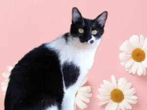 Gato raça Srd idade 1 ano nome Sara lindíssima 