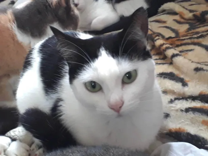 Gato raça Srd idade 1 ano nome Cherry Linda 