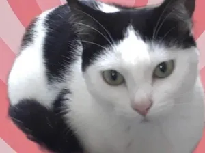Gato raça Srd idade 1 ano nome Cherry Linda 