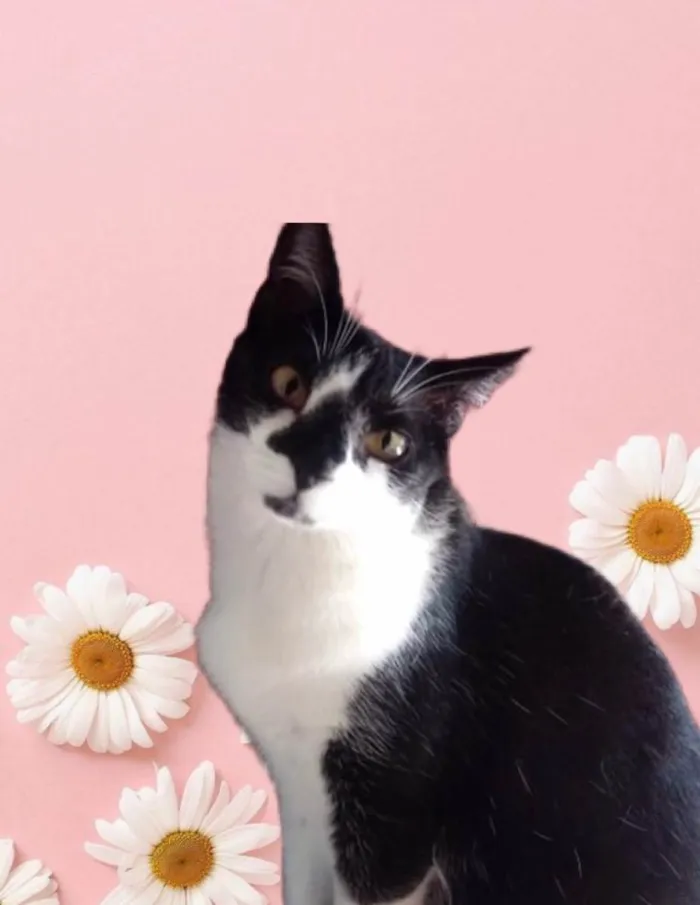 Gato raça Srd idade 1 ano nome Linguiça linda 