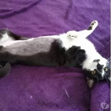 Gato raça Srd idade 1 ano nome Linguiça linda 