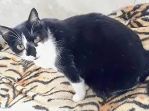 Gato raça Srd idade 1 ano nome Linguiça linda 