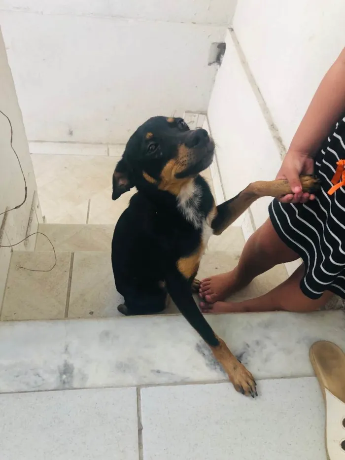 Cachorro raça Mistura de pinche com outro  idade 7 a 11 meses nome Dengoso