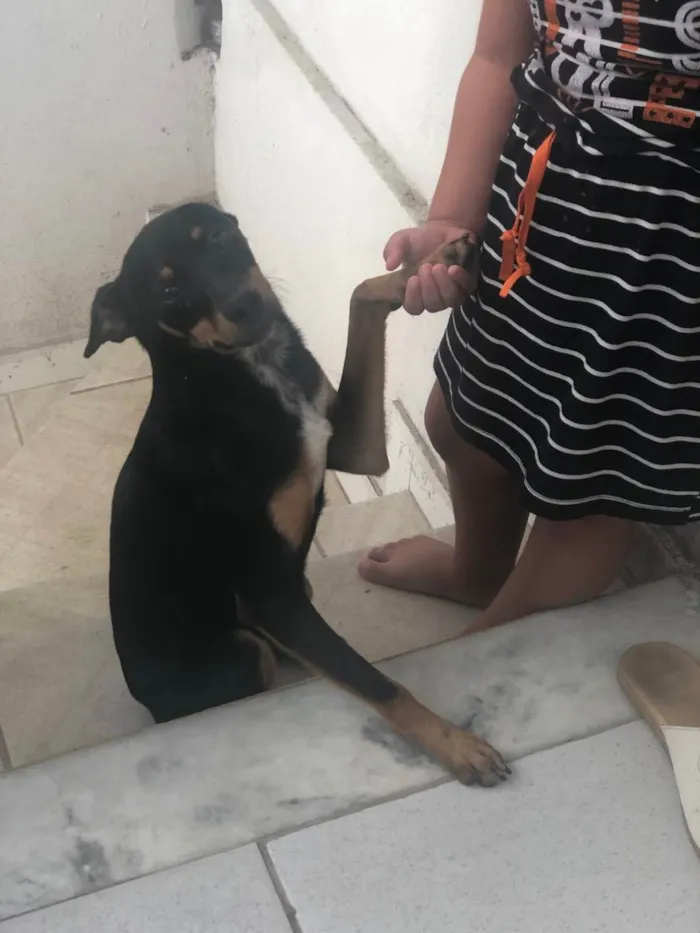 Cachorro raça Mistura de pinche com outro  idade 7 a 11 meses nome Dengoso