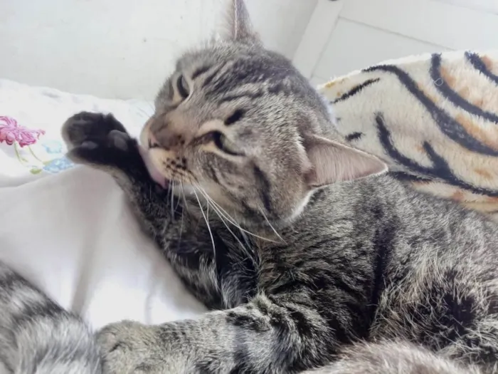 Gato raça Srd idade 2 anos nome Raja linda 