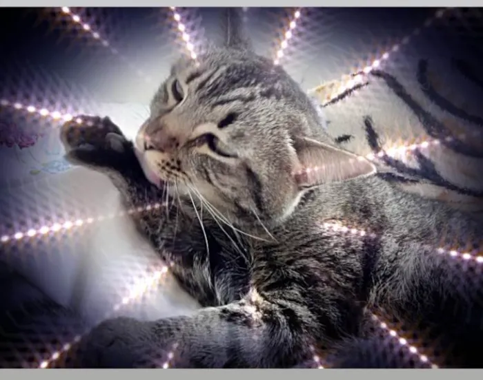 Gato raça Srd idade 2 anos nome Raja linda 