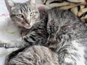 Gato raça Srd idade 2 anos nome Raja linda 