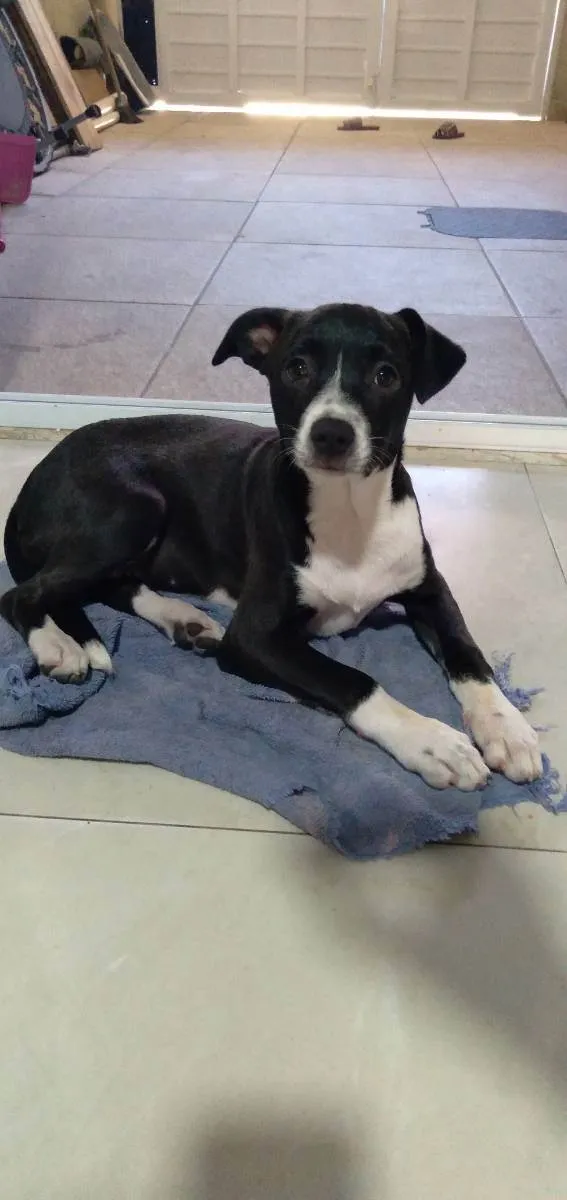 Cachorro ra a Vira-latas  idade 2 a 6 meses nome Maria Isabel