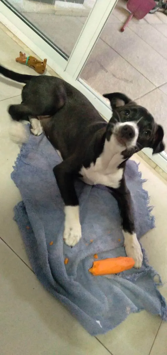 Cachorro ra a Vira-latas  idade 2 a 6 meses nome Maria Isabel